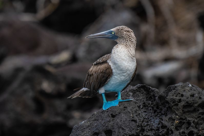 Blaufußtölpel-3 - Credit Metropolitan Touring