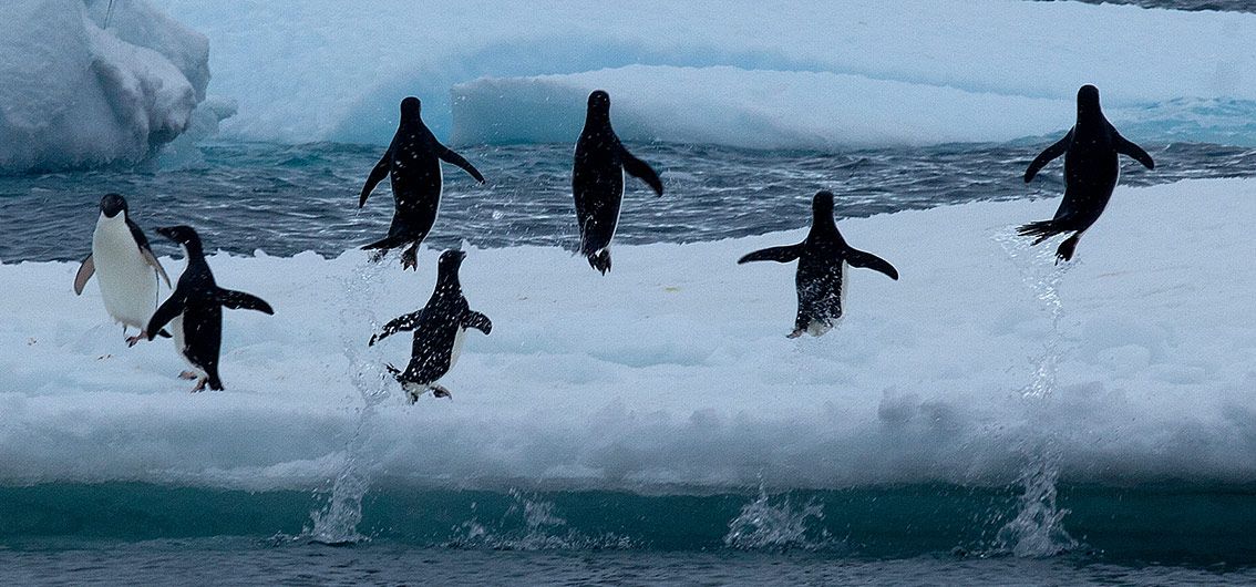 Adeliepinguine