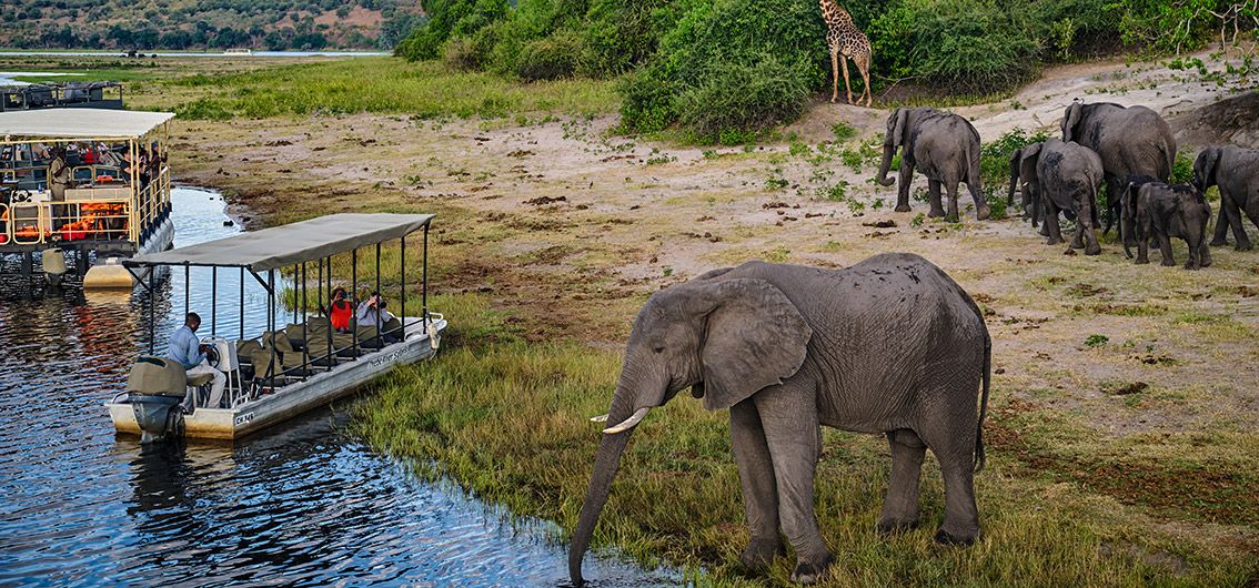 Afrika_Im-Chobe-Nationalpark