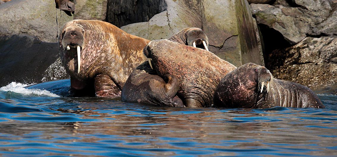 Atlantische Walrosser