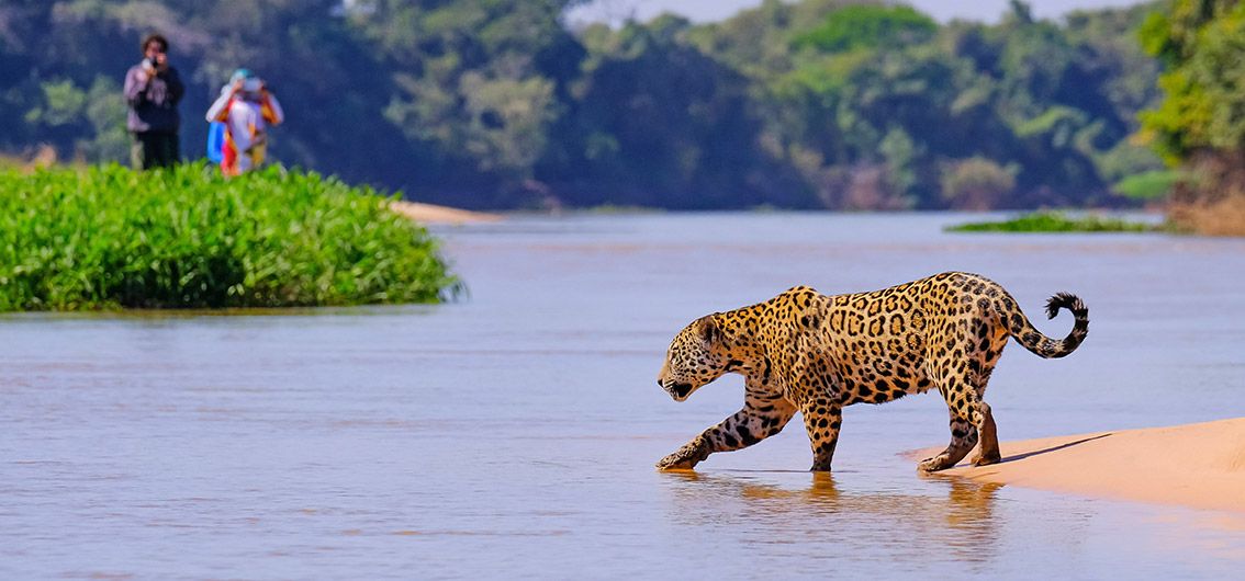 Exklusiv-Charter: Boutique-Schiff-Safari im Pantanal (2026/2027/2028)