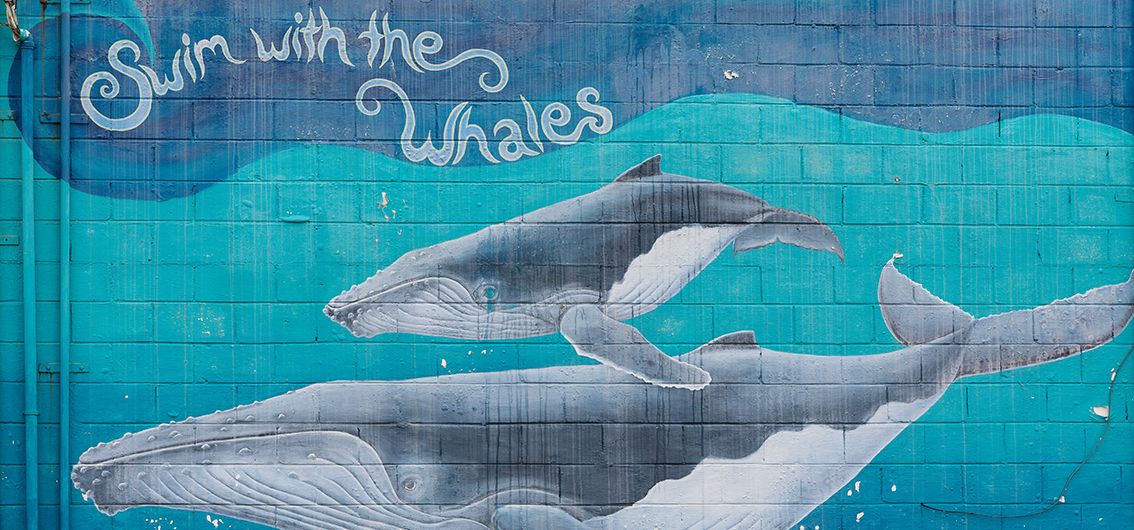 Street art Buckelwal BIld in Vava'u