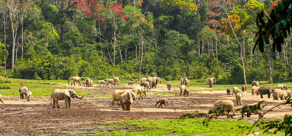 13-/15-tägige Expeditions-Schiffsreise mit 10-/11-tägiger Flussfahrt auf dem Kongo-Fluss (2026/2027)