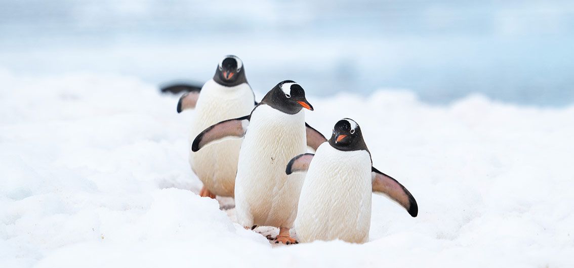 Eselspinguin---20---