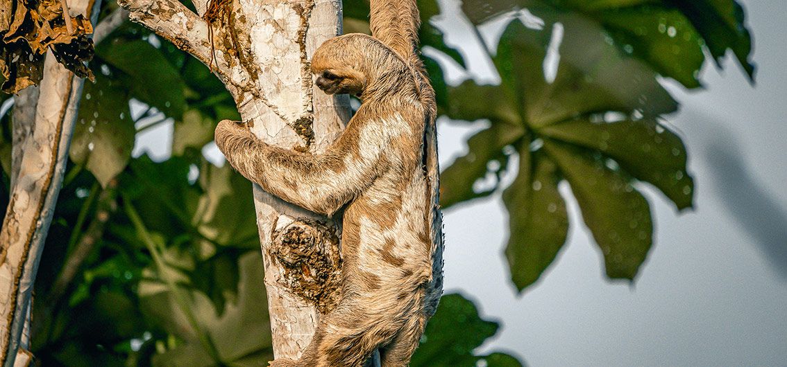 Faultier-im-Amazonas-Regenwald---(050)---