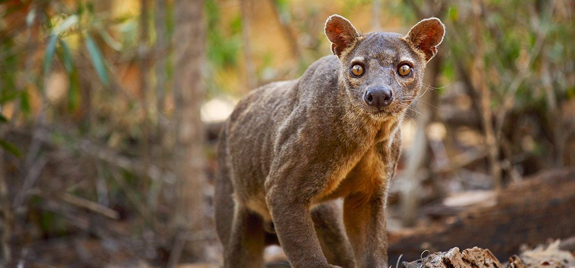 Fossa--
