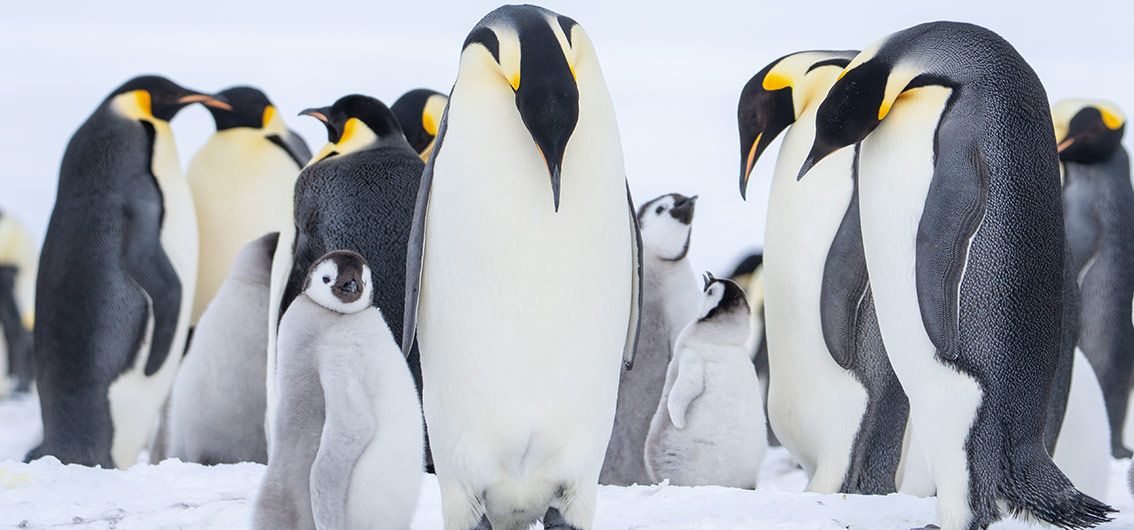 Kaiserpinguin-mit-Küken