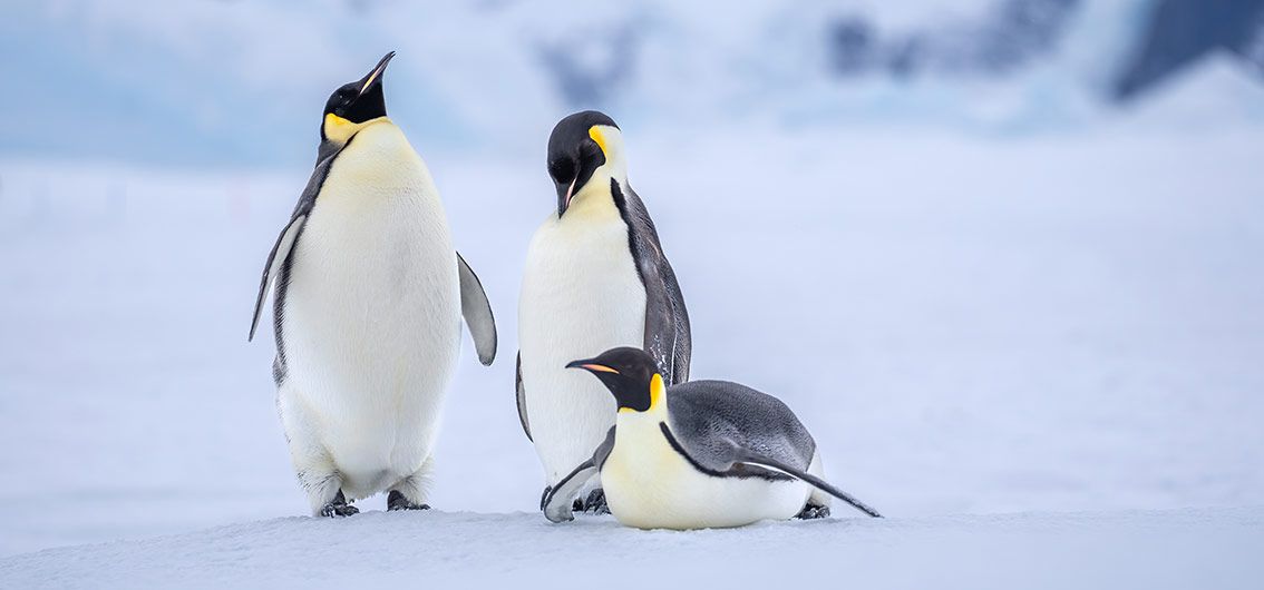 Expedition in das eindrucksvolle Weddellmeer (2026/2027)