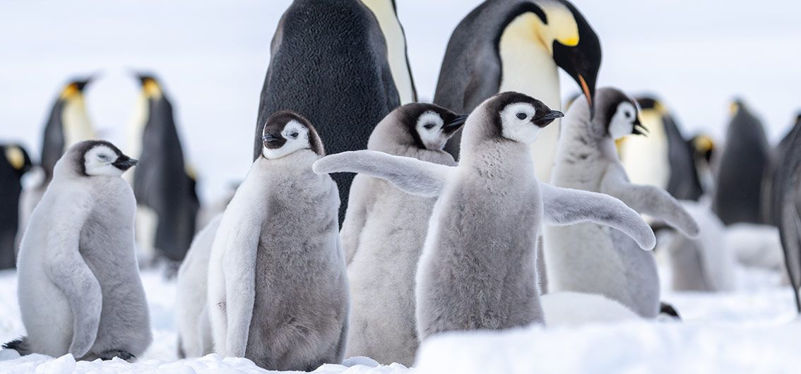Kaiserpinguine