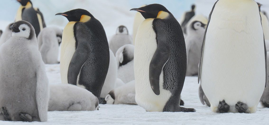 Kaiserpinguinkolonie