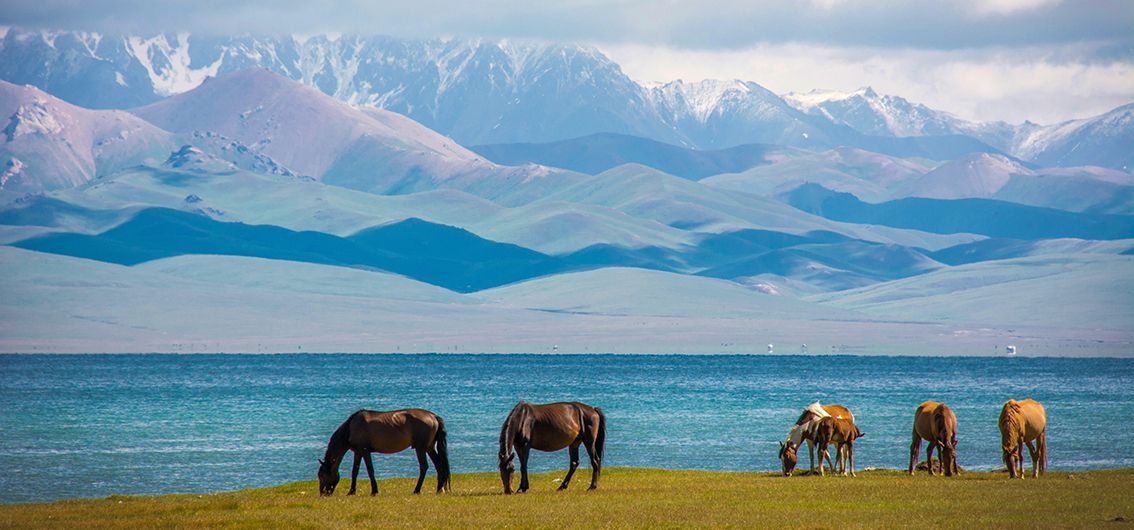 Wildpferde am Songkoel-See