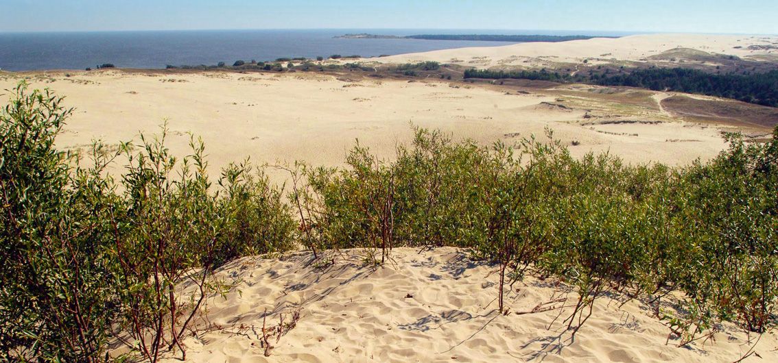 Litauen - Kurische Nehrung - Dünen