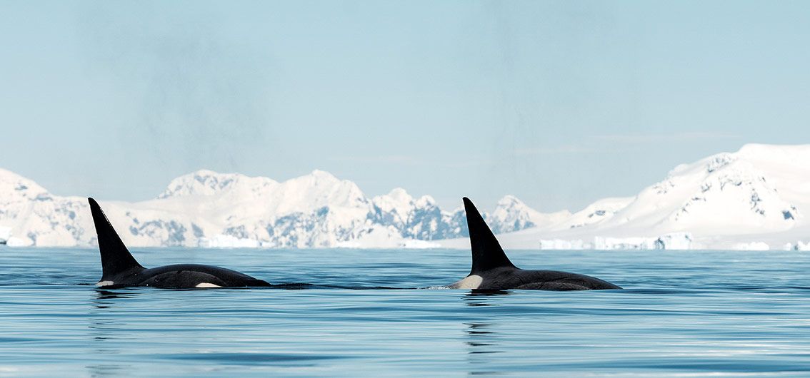 Orcas-–-die-Spitzenprädatoren-der-Meere-