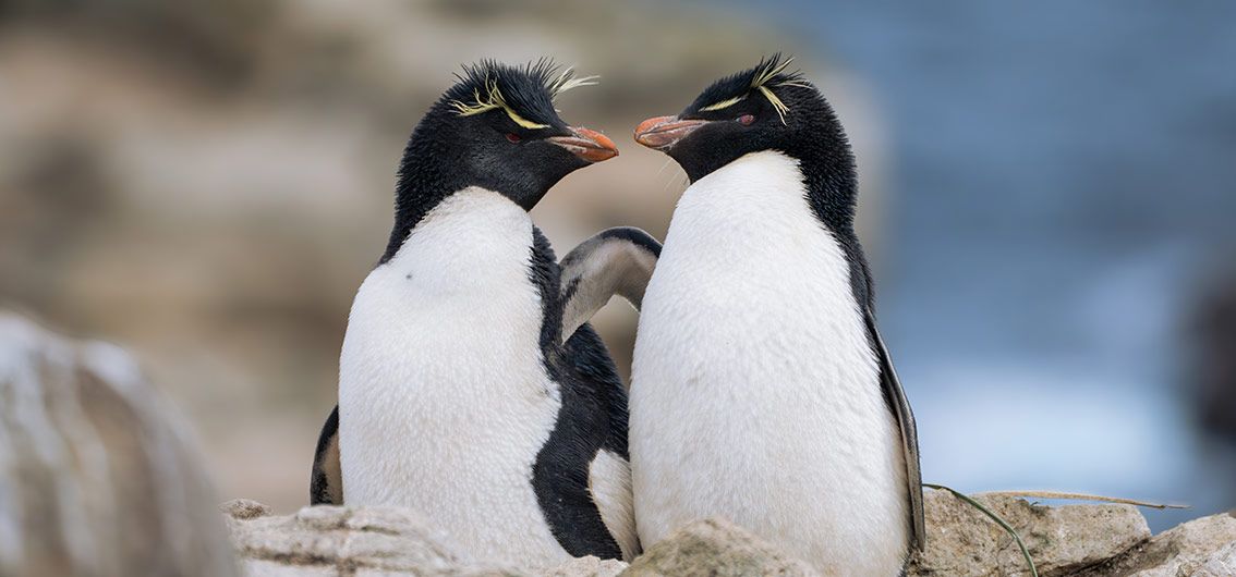 Individuelle Antarktis-Kreuzfahrt mit der MS Magellan Explorer (2028)