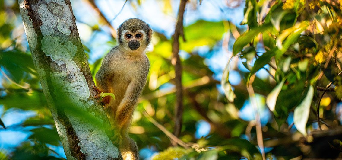 Totenkopfaffe---(138)---