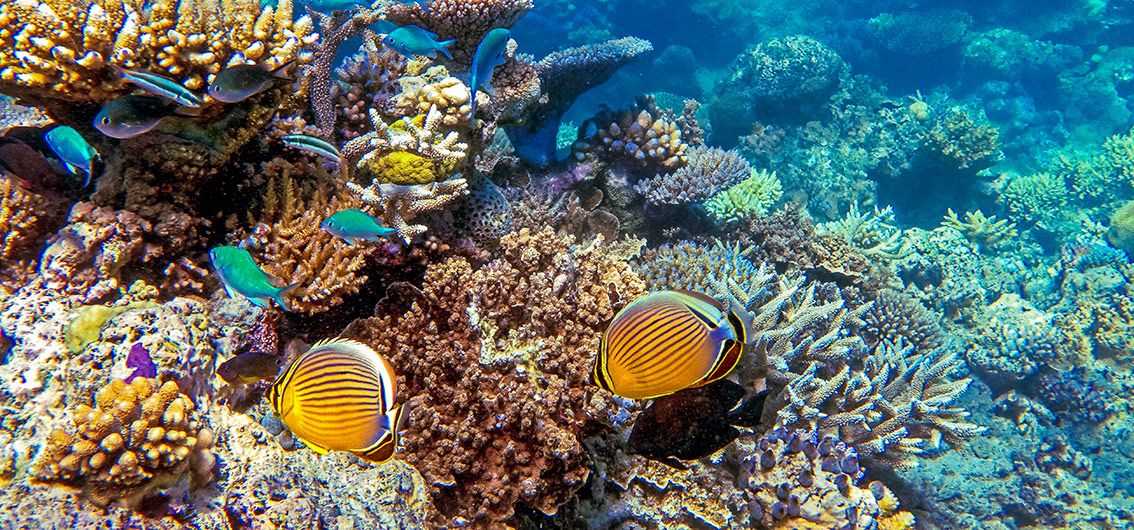 Unterwasserwelt---Credit-Coral-Expeditions