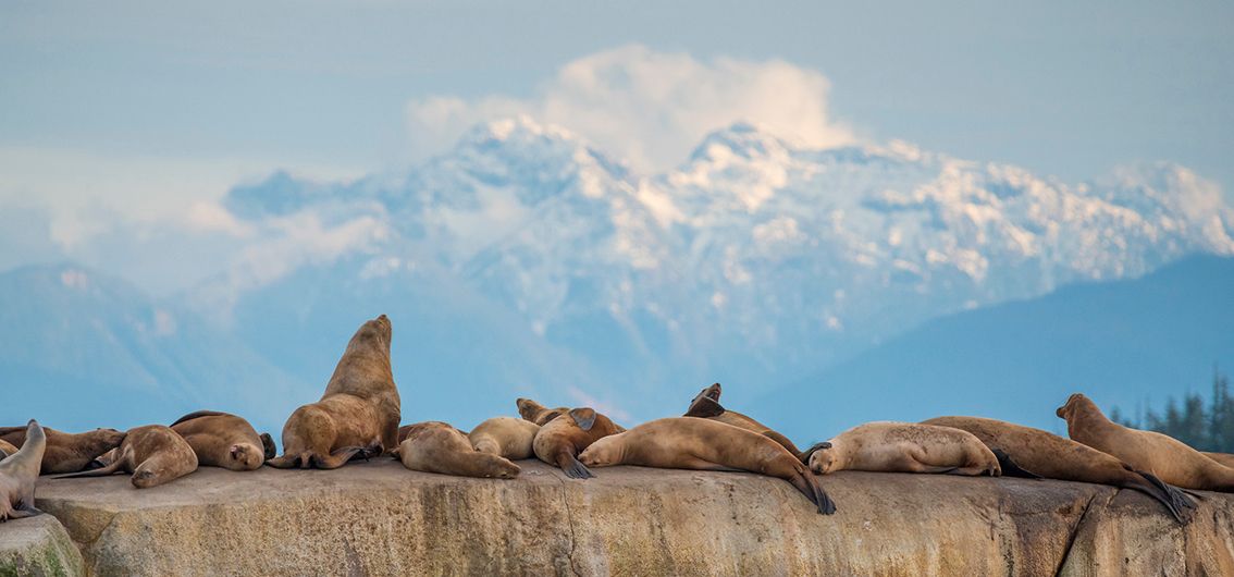 Vancouver-Island-Kreuzfahrt_Robben_credit_Maple-Leaf-Adv